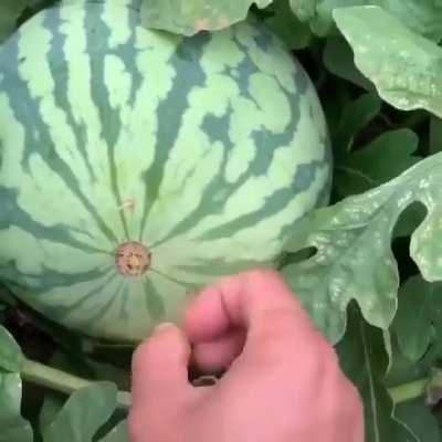 Opening a watermelon