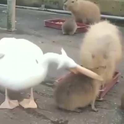 Capybara doesn't give a fuck that he's being eaten