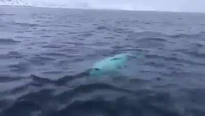 A beluga playing fetch near the North Pole