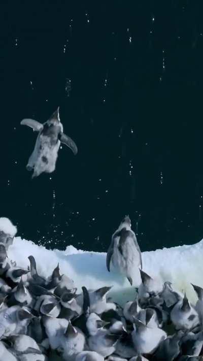 🔥Emperor penguin chicks leap off a 50-foot ice cliff to take their first swim