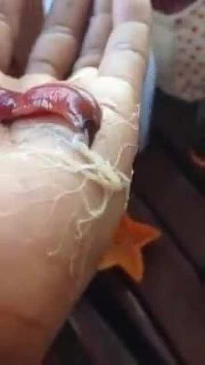 The Proboscis worm found in shallow water in the Pacific Ocean