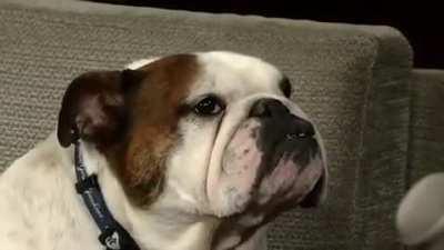 David Letterman was sick with the stomach flu so Adam Sandler filled in as a last minute replacement. His first guest was his bulldog Matzoball.