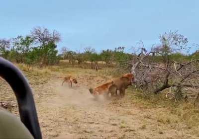 Hyenas rescue their friend from the jaws of a Lion.