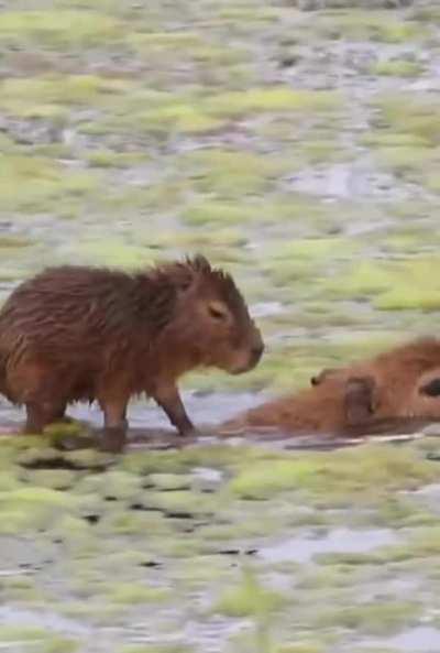 This little capybara on her mother