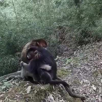 Two endangered golden monkeys hugging each other