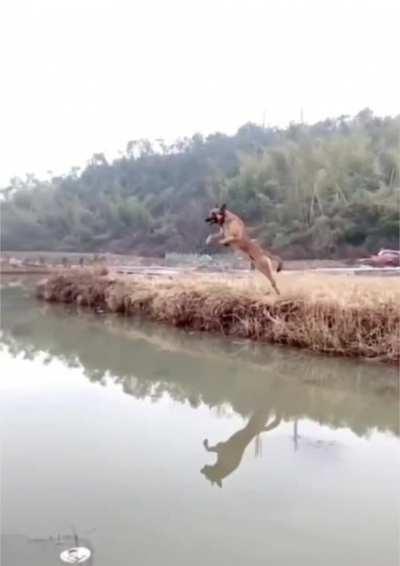 That’s some leap there, who’s a good boy.