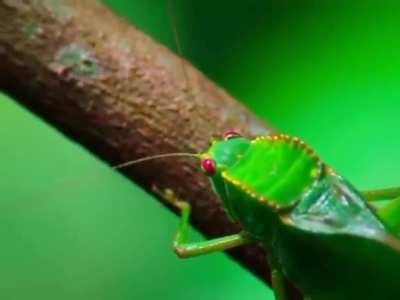 A young pygmy monkey discovering the existence of insects