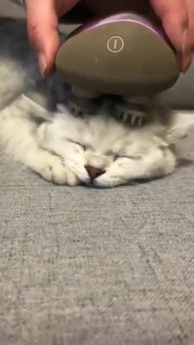 Thank you hooman for this cat massage tool