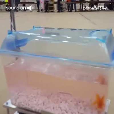 Fish drives his own tank!