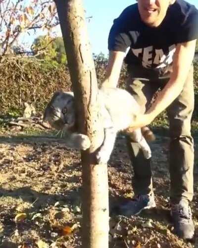 Tree hugger cat