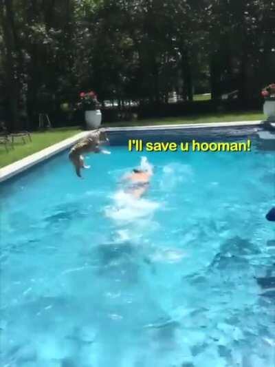 My hooman needs me