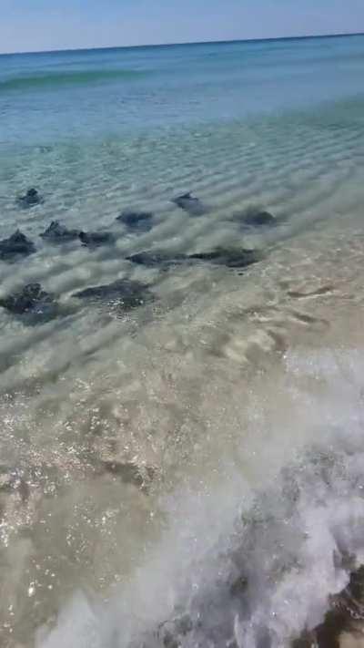 A school of stingrays enjoy themselves by riding waves at the beach