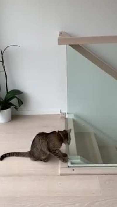 Cat failing to jump on the stair railing 😂