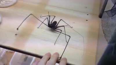 American Whip Spiders have fucking hands