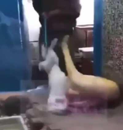 HMFT after I feed a snake