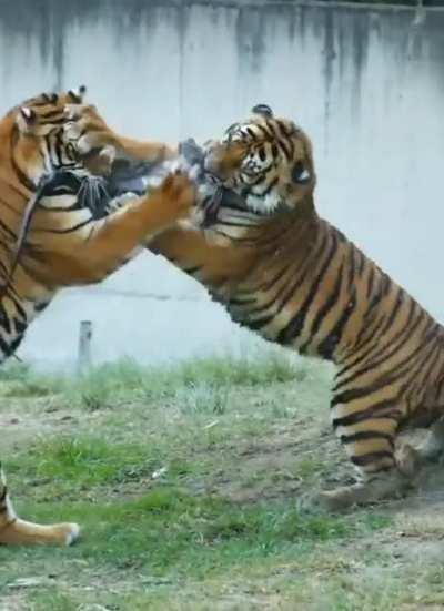 Tigers fight over iguana meal