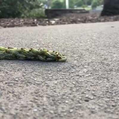 🔥 It’s a group of caterpillars, moving in a formation known as a rolling swarm. This rolling swarm of caterpillars moves faster than any single caterpillar.