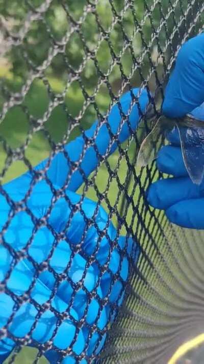 Dragonfly stuck in trampoline net