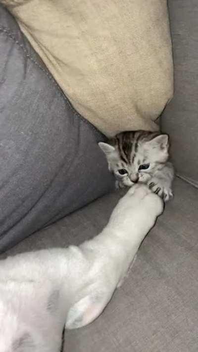 Kitten emerging from the dimension to torture sleeping victim.