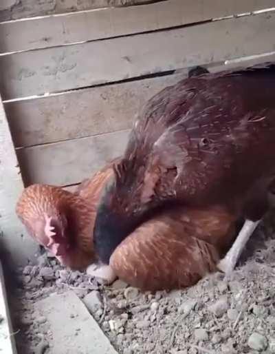 This chicken is sloppy when incubating and the other chicken warns it