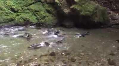 For about a month each year baby seals come to play in this waterfall north of Kaikoura, New Zealand. It's the only place in the world where this is known to occur.