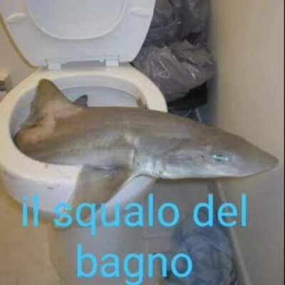 il squalo del bagno