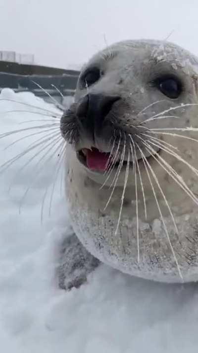 Proof that seals are just sea doggos