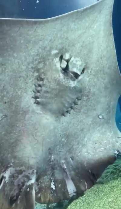 Stingray eating a fish up against the glass