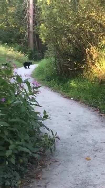 Be careful out there - this happened while running at Burnaby Lake. Mama bear growled and was a meter close. Backed away slowly, did not see them at all behind the bend.