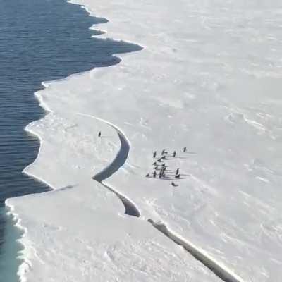 Little penguin jumps melting ice just in time, reunites with family.