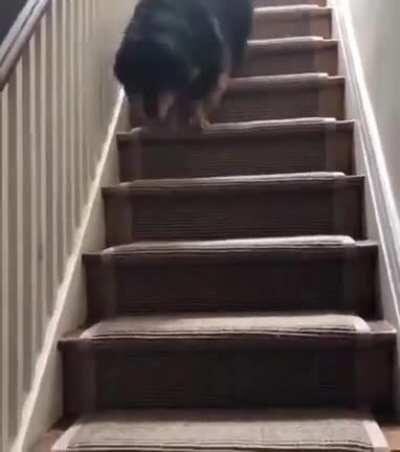 How my dog goes down the stairs...