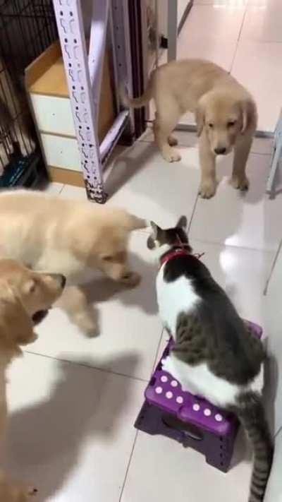 Puppies Happy When Theirs Play With Little Cat