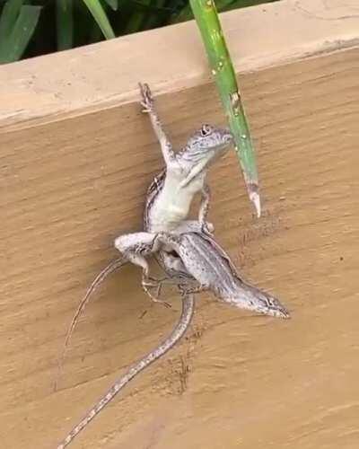 This brown Anole