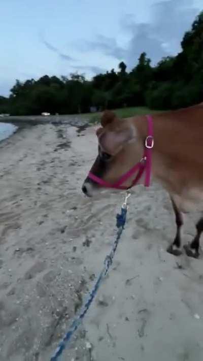 Took our rescue cow to the beach! She loved it!