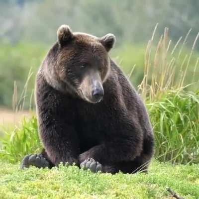 🔥 A sleepy bear on a calm and windy meadow 🔥