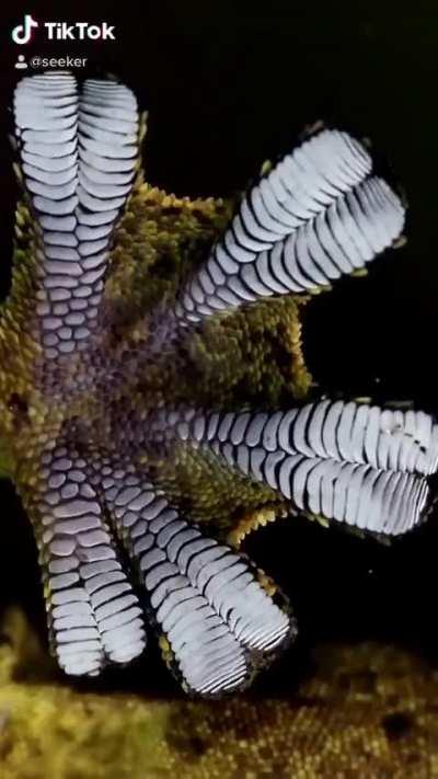 🔥 The interactions between the gecko's feet & the climbing surface are stronger than simple surface area effects. On its feet the gecko has many microscopic hairs, or setae, that increase the Van der Waals forces…