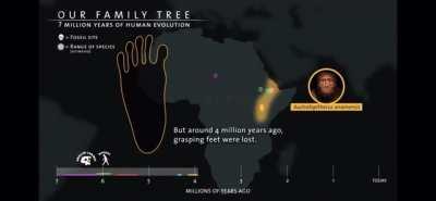 A timeline of our evolution going back 7 million years