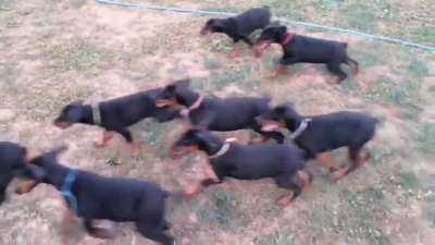 German Shepherd babysitting the Dobermans