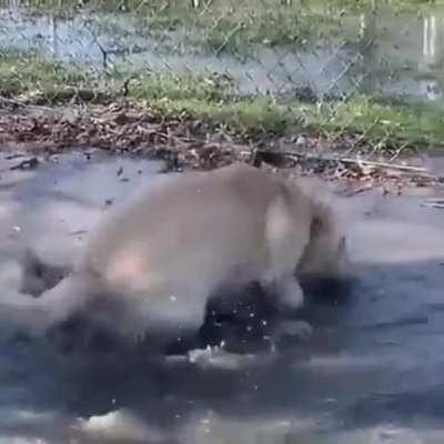 Derpy doggo goes splash