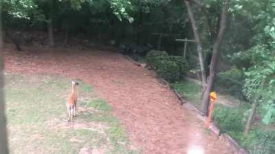 This was from my dad’s little backyard deer family. I get updates on how their doing from time to time.