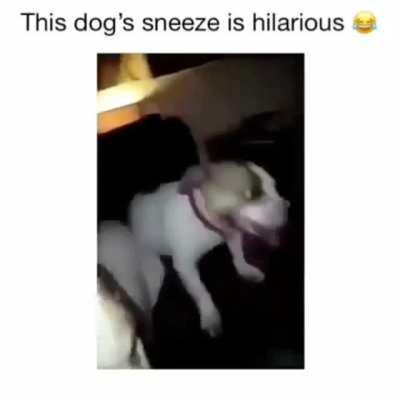 This dog's sneeze is halarious