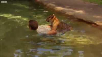 Baby tiger afraid of first swim. His human friend helps him.