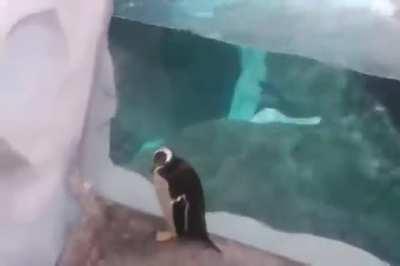 Penguin makes a brave escape attempt