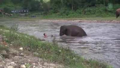 🔥 Baby elephant thought man was drowning and rushed to save him