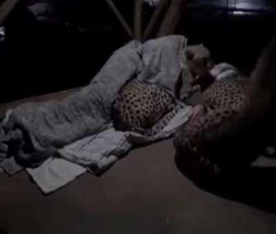 Man comforts his cheetahs when they get nervous during the night