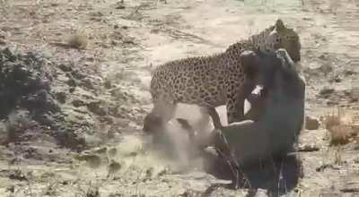 Leopard digging out a warthog