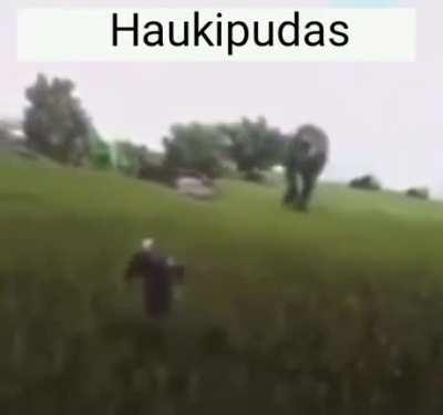 Haukipudas