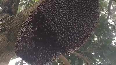 🔥 Several layers of bees form a “bee curtain” with the vulnerable brood inside when a predator approaches. A chemical called Nasonov pheromone is released to embolden them to stay together