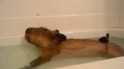 Bathtime for Capybara and Ducklings