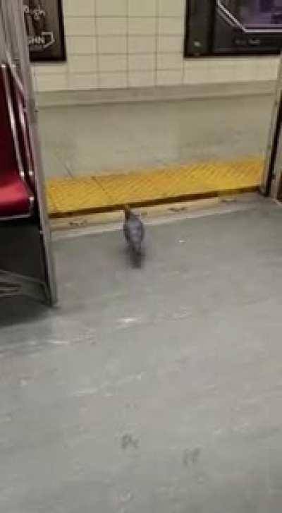 Pigeon rides the Toronto Subway